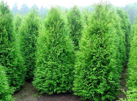 Живая изгородь из туи Живая изгородь из туи