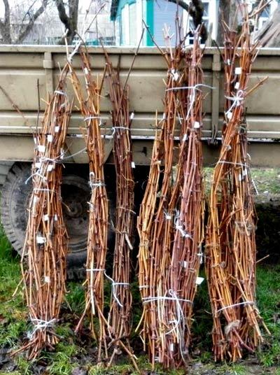 Заборы и ограждения из прутьев Заборы и ограждения из прутьев