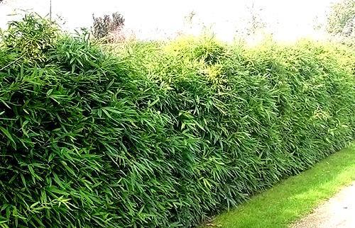 Вечнозеленая живая изгородь Вечнозеленая живая изгородь