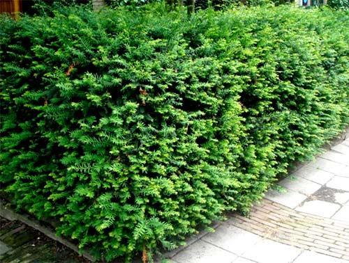 Живая изгородь из ели Живая изгородь из ели