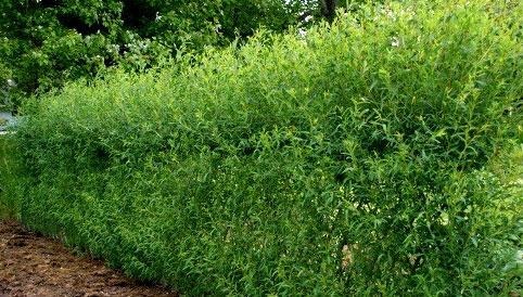 Живая изгородь на даче Живая изгородь на даче