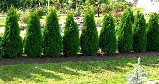 Вечнозеленая живая изгородь Вечнозеленая живая изгородь