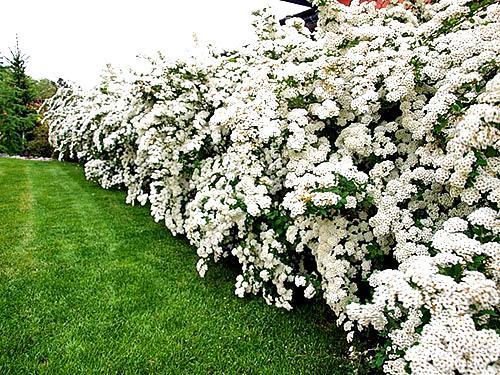 Живая изгородь из спиреи Живая изгородь из спиреи