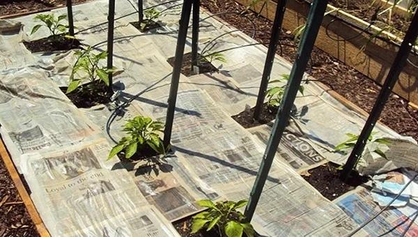 Вторая жизнь одноразовых вещей: 10 идей для дачи Вторая жизнь одноразовых вещей: 10 идей для дачи