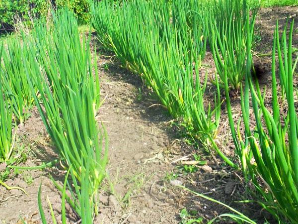 Многоярусный лук: самая ранняя зелень без особых трудов Многоярусный лук: самая ранняя зелень без особых трудов