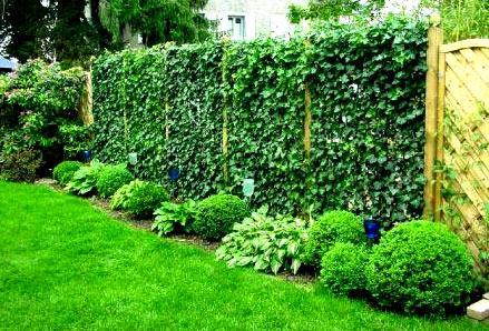 Живая изгородь на даче Живая изгородь на даче