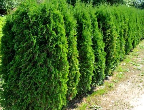 Живая изгородь из туи Живая изгородь из туи