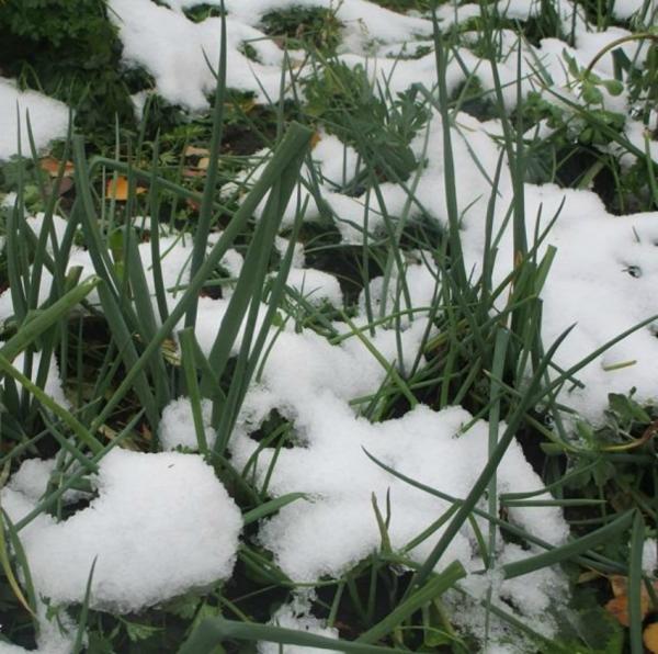 Многоярусный лук: самая ранняя зелень без особых трудов Многоярусный лук: самая ранняя зелень без особых трудов