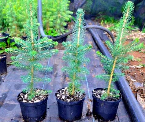 Живая изгородь из ели Живая изгородь из ели