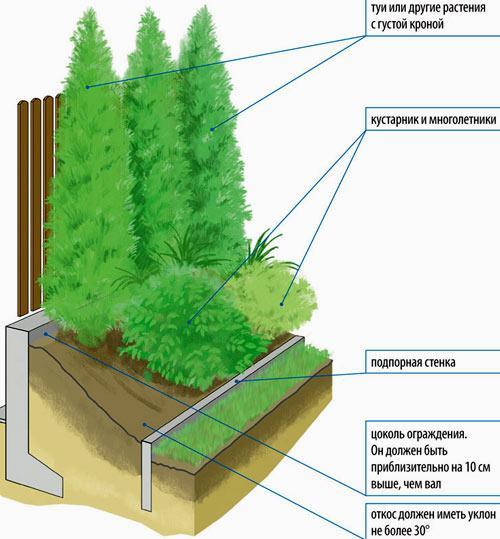 Живая изгородь на даче Живая изгородь на даче