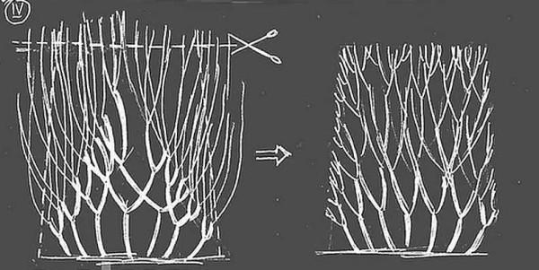 Забор живая изгородь: как вырастить и сформировать Забор живая изгородь: как вырастить и сформировать