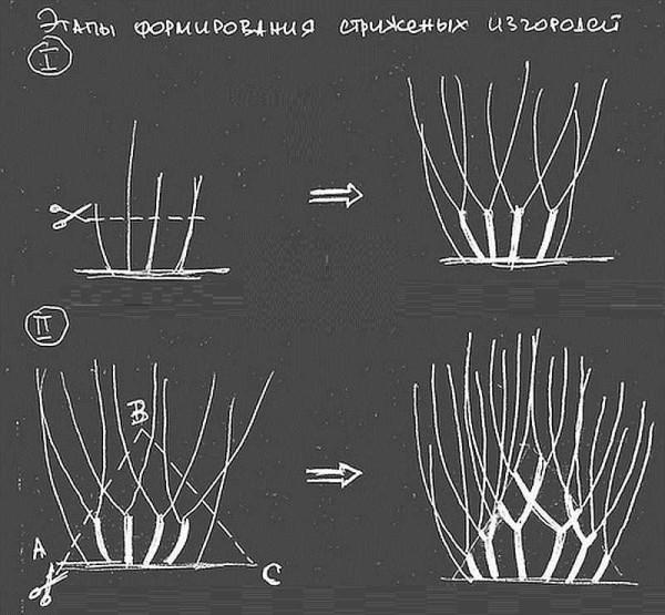 Забор живая изгородь: как вырастить и сформировать Забор живая изгородь: как вырастить и сформировать