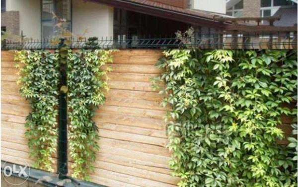 Фото-заборы: фото сетка для ограждений Фото-заборы: фото сетка для ограждений