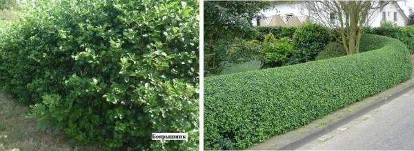 Забор живая изгородь: как вырастить и сформировать Забор живая изгородь: как вырастить и сформировать