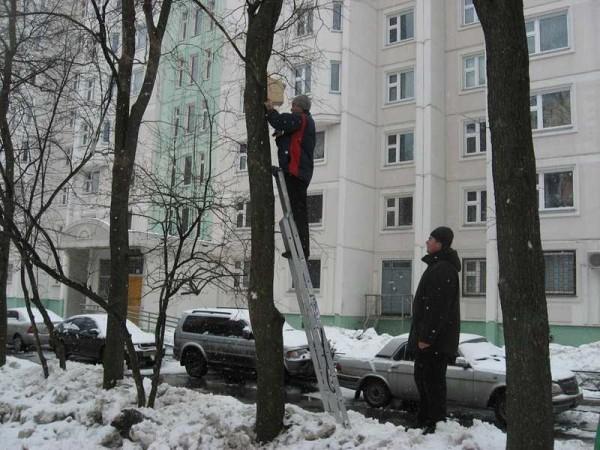 Как сделать скворечник: из досок и бревна для разных птиц Как сделать скворечник: из досок и бревна для разных птиц