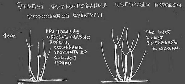 Забор живая изгородь: как вырастить и сформировать Забор живая изгородь: как вырастить и сформировать