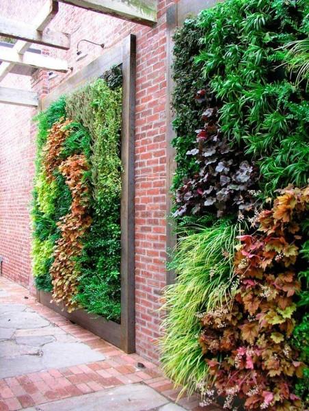 Забор живая изгородь: как вырастить и сформировать Забор живая изгородь: как вырастить и сформировать