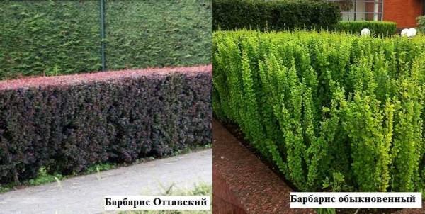 Забор живая изгородь: как вырастить и сформировать Забор живая изгородь: как вырастить и сформировать