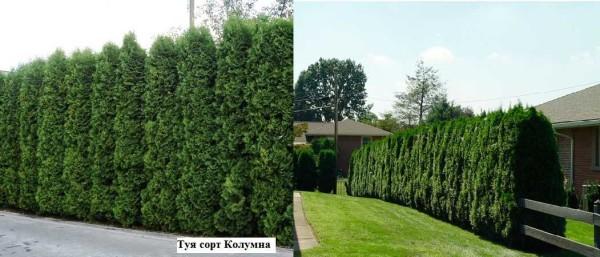 Забор живая изгородь: как вырастить и сформировать Забор живая изгородь: как вырастить и сформировать