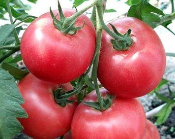 55 лучших сортов томатов на 2023 год 55 лучших сортов томатов на 2023 год