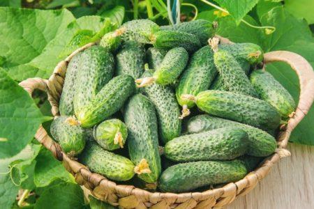 Топ-35 сортов огурцов для открытого грунта 2023 года – фото с описанием Топ-35 сортов огурцов для открытого грунта 2023 года – фото с описанием