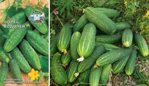 Топ-35 сортов огурцов для открытого грунта 2023 года – фото с описанием Топ-35 сортов огурцов для открытого грунта 2023 года – фото с описанием