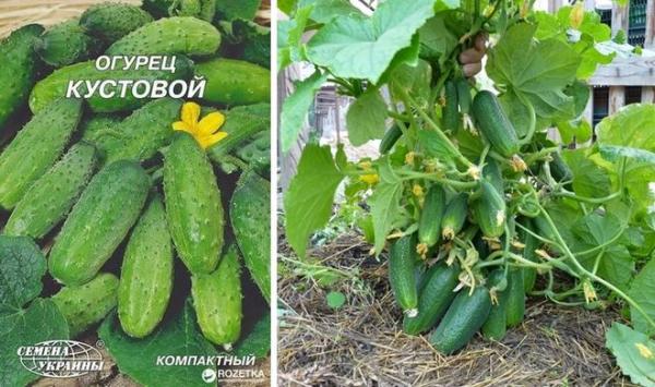 Топ-35 сортов огурцов для открытого грунта 2023 года – фото с описанием Топ-35 сортов огурцов для открытого грунта 2023 года – фото с описанием