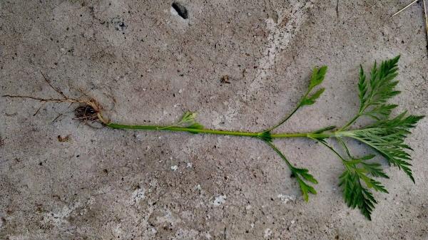 Амброзия: как победить этого врага и как использовать его положительные свойства Амброзия: как победить этого врага и как использовать его положительные свойства