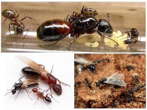 Обзор лучших средств от муравьев в 2023 году Обзор лучших средств от муравьев в 2023 году