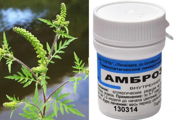 Амброзия: как победить этого врага и как использовать его положительные свойства Амброзия: как победить этого врага и как использовать его положительные свойства