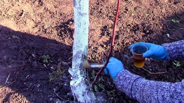 Как надежно защитить плодовые деревья с помощью креолина Как надежно защитить плодовые деревья с помощью креолина