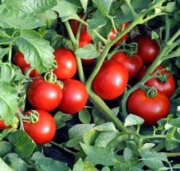 55 лучших сортов томатов на 2023 год 55 лучших сортов томатов на 2023 год