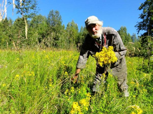 Амброзия: как победить этого врага и как использовать его положительные свойства Амброзия: как победить этого врага и как использовать его положительные свойства