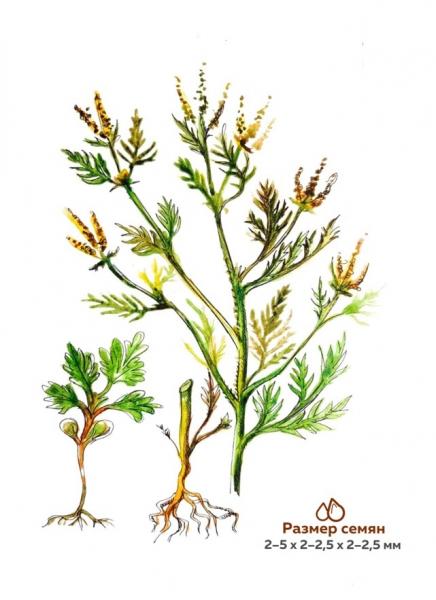 Амброзия: как победить этого врага и как использовать его положительные свойства Амброзия: как победить этого врага и как использовать его положительные свойства