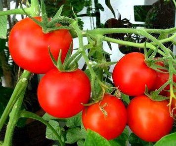 55 лучших сортов томатов на 2023 год 55 лучших сортов томатов на 2023 год