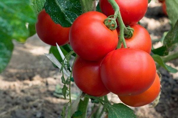 55 лучших сортов томатов на 2023 год 55 лучших сортов томатов на 2023 год