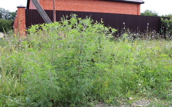 Амброзия: как победить этого врага и как использовать его положительные свойства Амброзия: как победить этого врага и как использовать его положительные свойства