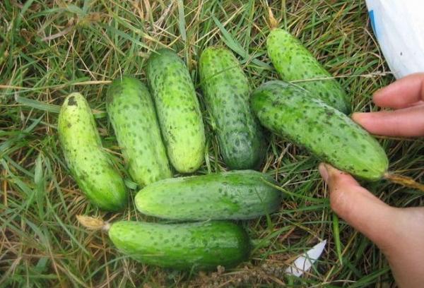 Топ-35 сортов огурцов для открытого грунта 2023 года – фото с описанием Топ-35 сортов огурцов для открытого грунта 2023 года – фото с описанием