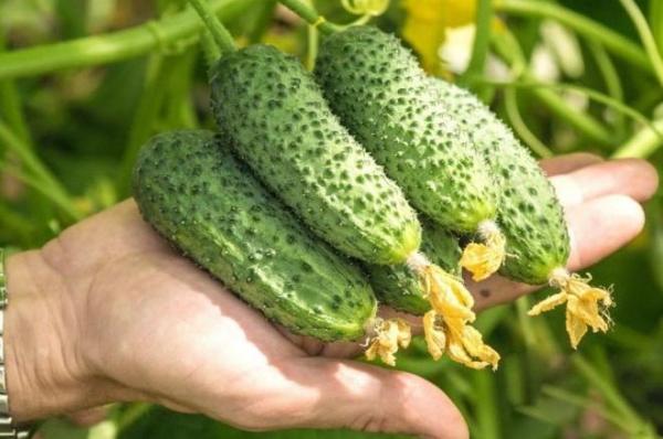 Топ-35 сортов огурцов для открытого грунта 2023 года – фото с описанием Топ-35 сортов огурцов для открытого грунта 2023 года – фото с описанием