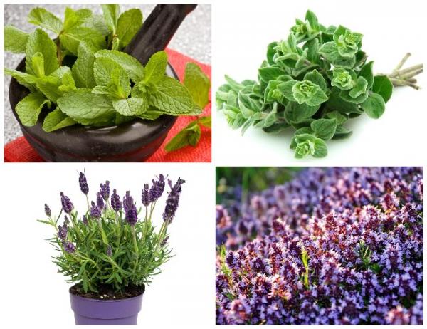 Обзор лучших средств от муравьев в 2023 году Обзор лучших средств от муравьев в 2023 году