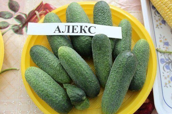 Топ-35 сортов огурцов для открытого грунта 2023 года – фото с описанием Топ-35 сортов огурцов для открытого грунта 2023 года – фото с описанием