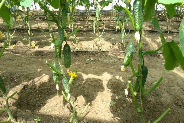 Топ-35 сортов огурцов для открытого грунта 2023 года – фото с описанием Топ-35 сортов огурцов для открытого грунта 2023 года – фото с описанием