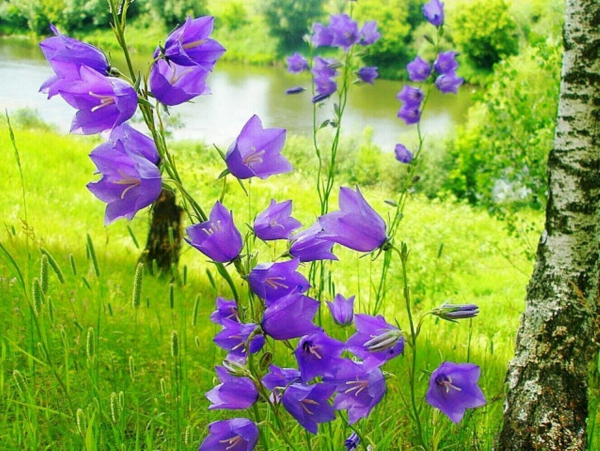 Колокольчик (фото): виды, посадка, уход и размножение растения Колокольчик (фото): виды, посадка, уход и размножение растения