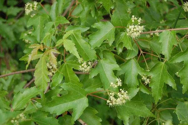 Клен (фото): виды, сорта, особенности, уход и размножение Клен (фото): виды, сорта, особенности, уход и размножение