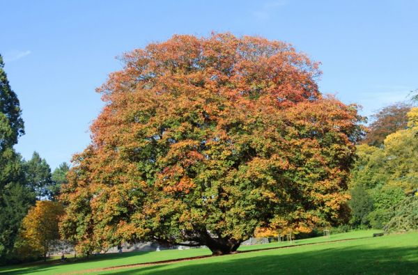 Клен (фото): виды, сорта, особенности, уход и размножение Клен (фото): виды, сорта, особенности, уход и размножение