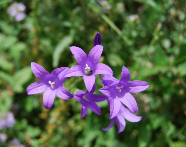 Колокольчик (фото): виды, посадка, уход и размножение растения Колокольчик (фото): виды, посадка, уход и размножение растения