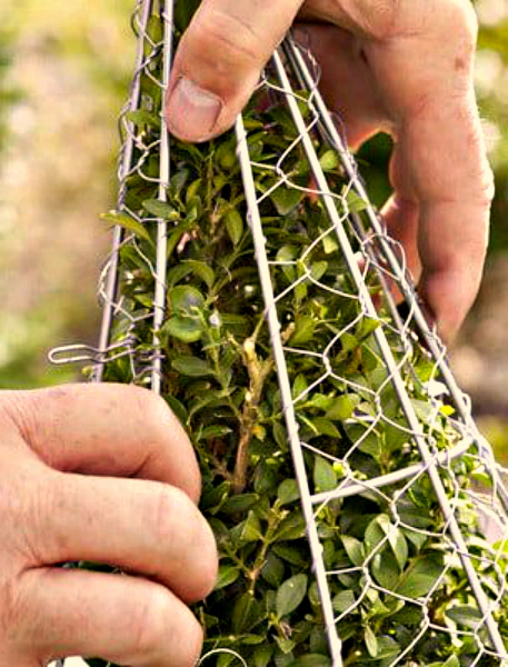 Самшит – зеленое украшение сада с доледникового периода Самшит – зеленое украшение сада с доледникового периода