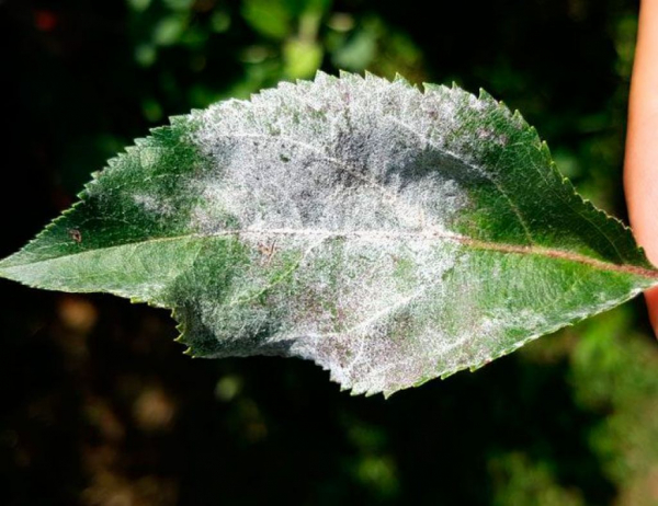 Колокольчик (фото): виды, посадка, уход и размножение растения Колокольчик (фото): виды, посадка, уход и размножение растения