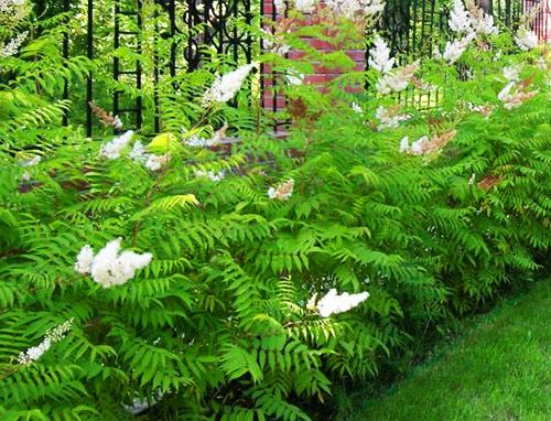 Какие кусты лучше посадить вдоль забора Какие кусты лучше посадить вдоль забора