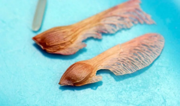 Клен (фото): виды, сорта, особенности, уход и размножение Клен (фото): виды, сорта, особенности, уход и размножение